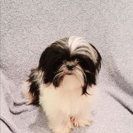 Little Domino - Black and white male Shih Tzu puppy in Cartersville, Georgia from 100 Acre Woods Shih Tzu Plantation