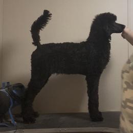 Willow - Poodle