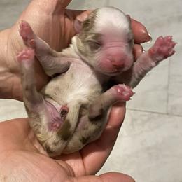 Honor - Red merle female Miniature Australian Shepherd puppy in Marysville, Washington from Garay Mini Aussies