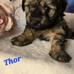 Thor - Chocolate male Havanese puppy in Trinity, Alabama from Tooties Cuties Havanese