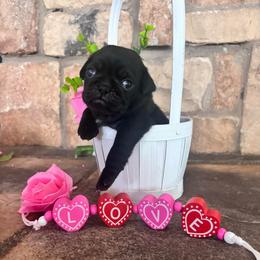 Gray collar - Black male Pug puppy in Tucson, Arizona from Furever Friends