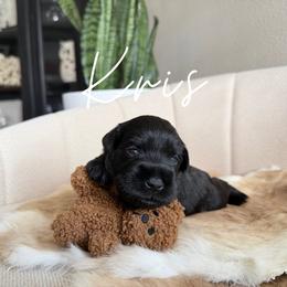 Kris AKC - Black male Miniature Schnauzer puppy in Victorville, California from West Coast Royal Miniature Schnauzer