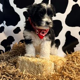 Raphael (Raph) - Parti male Miniature Schnauzer puppy in Paris, Texas from Black Star Farm