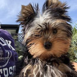 Yorkshire Terrier Puppies from Essence of Grace Yorkies