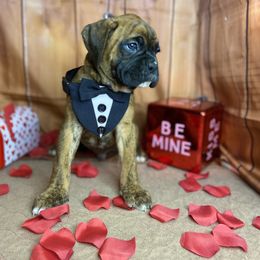 Boxer Puppies from Red Rock Boxers