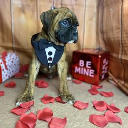 Boxer Puppies from Red Rock Boxers
