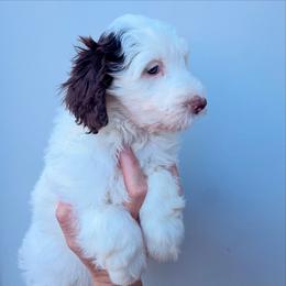 Maggie - Brown and white female Aussiedoodle puppy in Orland, California from Shockley’s Elite Doodles