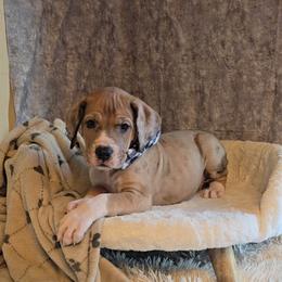 Shock - Merle female Great Dane puppy in Caldwell, Idaho from Miner's Dynamic Danes