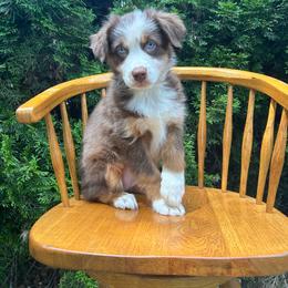 Chilli - Red tri-color female Australian Shepherd puppy in Hillsboro, Oregon from A&D Australian Shepherds