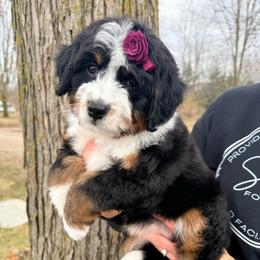 Violet - Tri-color female Bernedoodle puppy in Grand Blanc, Michigan from Halsey Poodles and Doodles