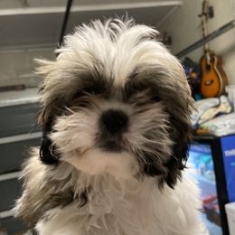 Tucker and Denzel - Shih Tzu