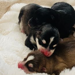 Pomeranians and Pomskies from Thicketty Mountain Pomskies