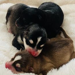 Pomeranians and Pomskies from Thicketty Mountain Pomskies