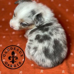 American Corgi and Pembroke Welsh Corgi Puppies from Caddeaux Corgis