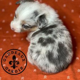 American Corgi and Pembroke Welsh Corgi Puppies from Caddeaux Corgis