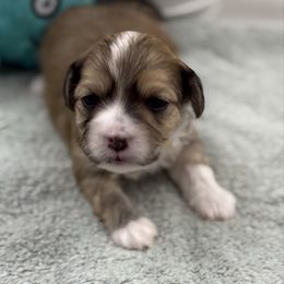 Zane - Red sable male Havanese puppy in Semmes, Alabama from Hayden's Havanese