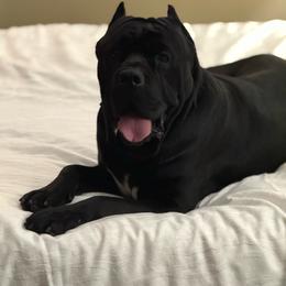 ATLAS - Black male Cane Corso puppy in Sullivan, Missouri from Midwest Cane Corso in Action