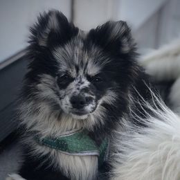 Pomskies from Red River Pomskies