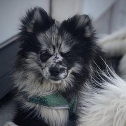 Pomskies from Red River Pomskies