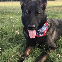 German Shepherds from Vom Barteks Haus