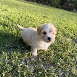 Cupid - Gold male Havanese puppy in Cadwell, Georgia from Hashtag Havenese