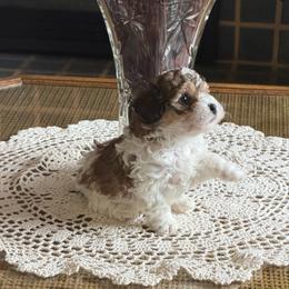 Stan - Parti male Poodle puppy in Aberdeen, Minnesota from South Dakota Poodles