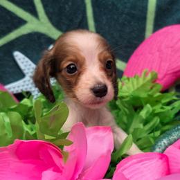 Twig - Cream male Dachshund puppy in Pocasset, Massachusetts from Dachs of the Bay