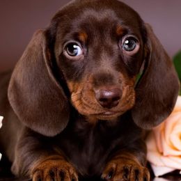 Dachshunds from Dashing Dachshunds