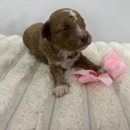 Pink collar - Red  female Goldendoodle puppy in Calico Rock, Arkansas from Cottrell’s Poodles & Doodles