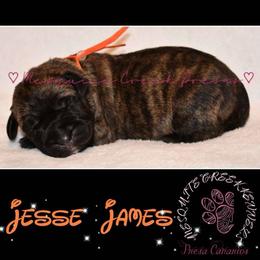 Perro de Presa Canario Puppies from Mesquite Creek Kennels