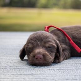 Axel - Chocolate and cream male Dachshund puppy in Excel, Alabama from CJ’s Little Palace
