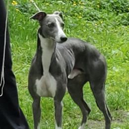 Indy - Whippet