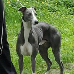 Indy - Whippet