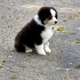 Benny - Black tri male Miniature American Shepherd puppy in Hillsboro, Kentucky from Kidd’s Miniature American Shepherds