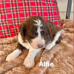 Alfie - Parti male Poodle puppy in Athens, Georgia from Alexander’s Standard Poodles