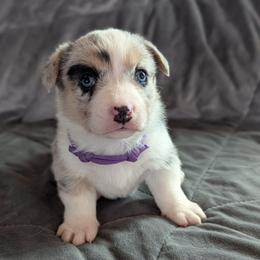 AKC Cardigan Girl 'Skye - Blue merle and white female Cardigan Welsh Corgi puppy in Tombstone, Arizona from WeVolution Off-Grid