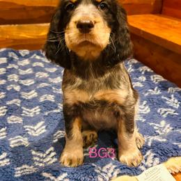 BG3 - Tri-Roan female English Springer Spaniel puppy in Britton, South Dakota from K&S Canines