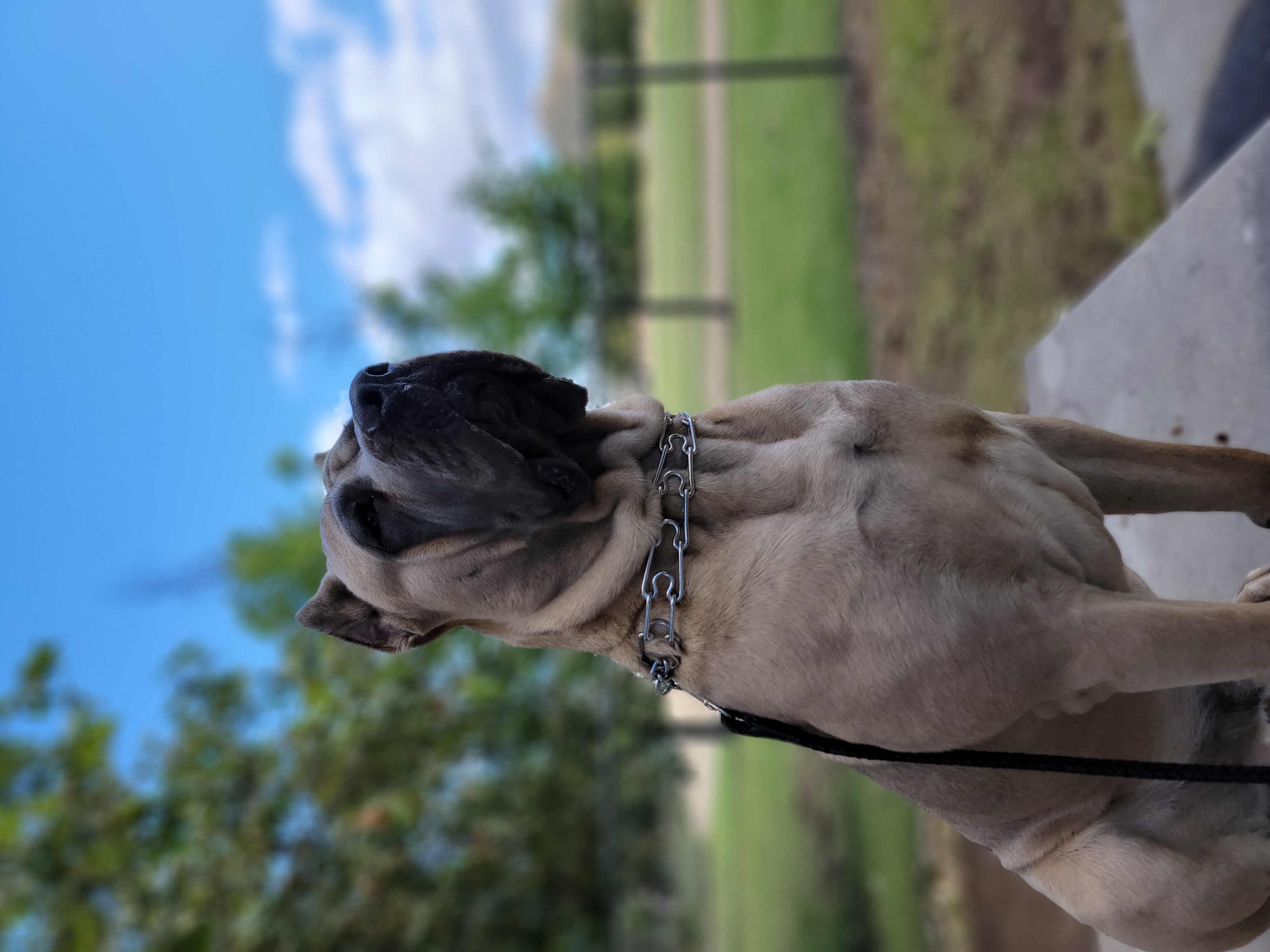 Cane Corso from CRUCIAL CANE CORSOS