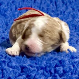 Red Collar - Apricot female Australian Labradoodle puppy in Coeur D'alene, Idaho from Lake City Labradoodles