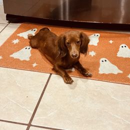 Minnie - Dachshund