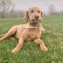 Latté - Goldendoodle