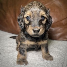 Dachshund Puppies from Rising Dawn Dachshunds