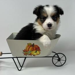 Vanilla Bean (fluffy) - Black and tan female Pembroke Welsh Corgi puppy in Waco, Texas from The Comma Corgis