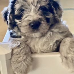 Aussiedoodle, Bernedoodle, and Goldendoodle Puppies from Elle and Oak Farms