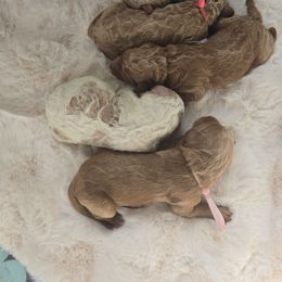 Girl 1 - Caramel red Labradoodle puppy in Galt, Missouri from Only Doodles!