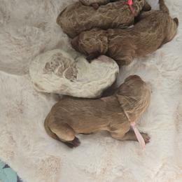 Girl 1 - Caramel red Labradoodle puppy in Galt, Missouri from Only Doodles!