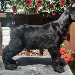 Giant Schnauzer Puppies from Liberty Giant Schnauzers