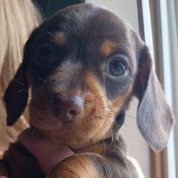 Bottega - Chocolate and tan male Dachshund puppy in Harrison, Arkansas from Dachshunds on the Hill
