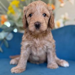 Harper - Apricot female Goldendoodle puppy in Yuciapa, California from AlltheDoodlez_