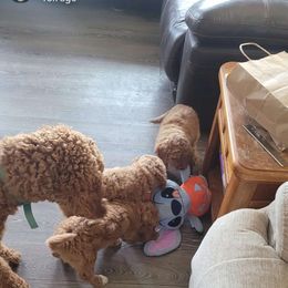 Poodle Puppies from Lisa Riley